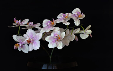 Naklejka na ściany i meble White blooming orchid phalaenopsis flower on a black background. Close up.