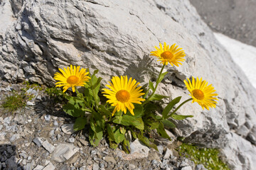Echte Arnika (Arnica montana) in den Lechtaler Alpen/Tirol