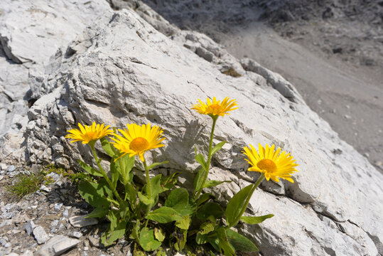 Echte Arnika (Arnica montana) in den Lechtaler Alpen/Tirol 
