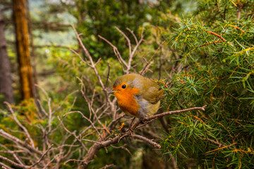 European robin (Erithacus rubecula) in Escuain, Ordesa and Monte Perdido National Park, Spain