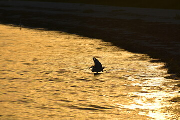 heron fishing in shallow Gulf of Mexico at sunset in Sanibel Island, Florida