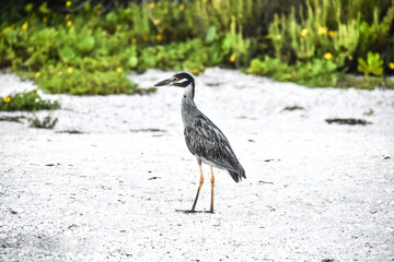 yellow-crowned night heron fishing in Sanibel island
