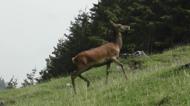 Red Deer Galloping On The Green Hill At The Countryside Of Austria. tracking shot