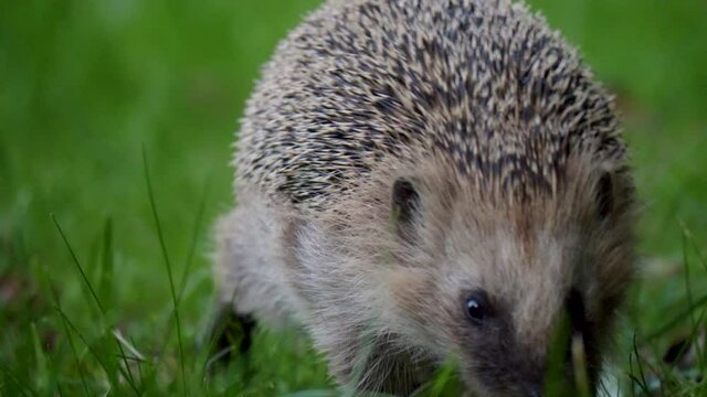 close-up of a adult Hedgehog looking for food