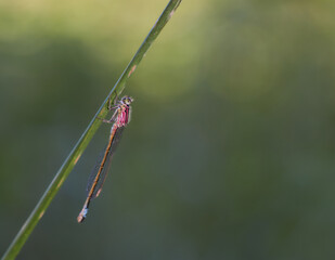 LIbelula perched on a green branch with the background out of focus