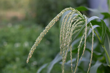 Ears of flowering corn on a blurred background. Close-up.