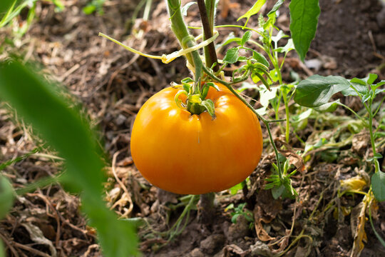 A large ripe orange tomato hangs on a branch. Orange varieties of tomatoes. Close-up.