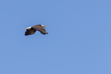 american bald eagle soaring high above the tree tops