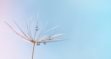 Fototapeta na wymiar Dew water drop on dandelion seed, macrophotography. Fluffy dandelion seed with beautiful raindrop, soft selective focus.
