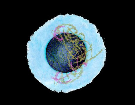 Animal cell, illustration