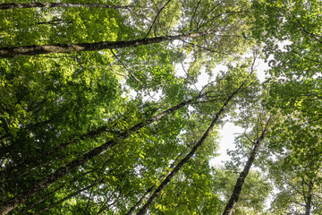 Mediterranean forest in summer. Luxuriant beech wood of the Italian Apennines. Monte Taburno,...
