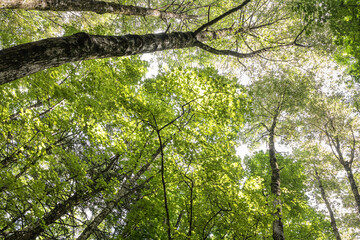 Mediterranean forest in summer. Luxuriant beech wood of the Italian Apennines. Monte Taburno, Benevento, Italy.