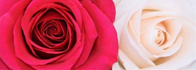 Close up of a beautiful red and white Rose