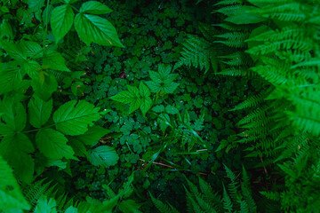 green leaves background