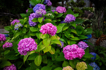 Fototapeta premium 紫陽花