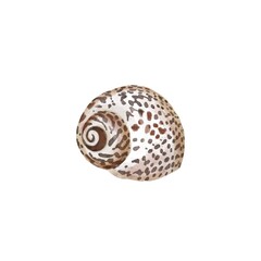 Watercolor set of underwater life objects - various tropical seashells. Hand drawn illustrations isolated on white background.