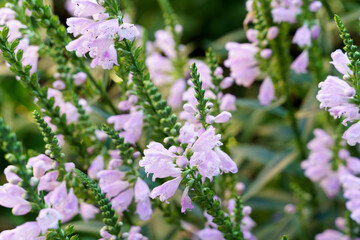 Fototapeta premium violet small flower with green buds macro shot natural light growing in the garden. High quality photo