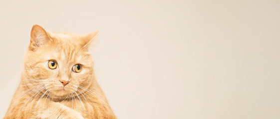 The amazed ginger  red cat looks at with a crazy look on background with copy space. advertising...