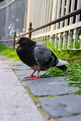 Obraz premium grey pigeon on the floor near the fence