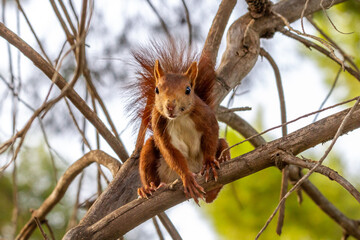 Red squirrel perched on the branch of a forest pine looking directly at camera