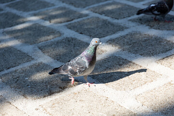 Pigeon walk on a paved road