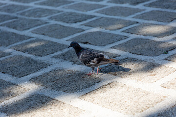 Pigeon walk on a paved road