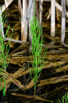 Acker-Schachtelhalm // Common horsetail, field horsetail (Equisetum arvense)