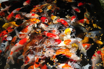 Obraz na płótnie Canvas poissons carpes kois