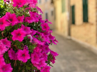 fiori in strada 