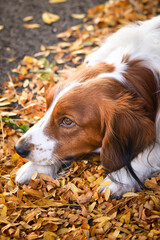 kooikerhondje is lying in autumn leaves. He is so cute dog.