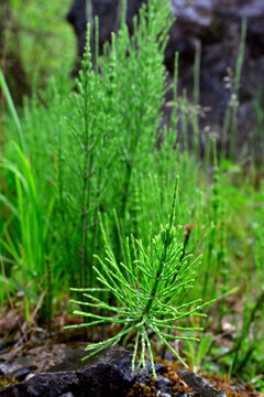 Acker-Schachtelhalm // Common horsetail, field horsetail (Equisetum arvense)