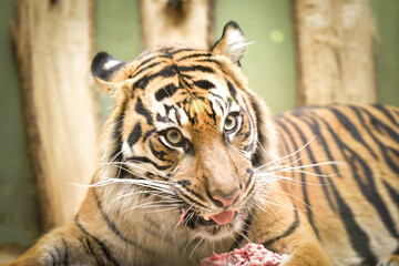 An Asia tiger is eating his meet in his habitat. He is nervous.