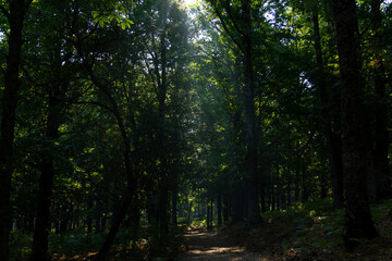 Sunlight entering through the canopy of a chestnut forest in autumn. Selective focus.