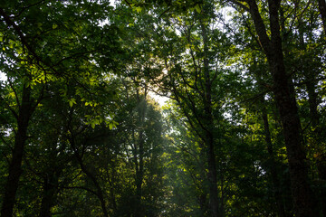 Fototapeta na wymiar Sunlight entering through the canopy of a chestnut forest in autumn. Selective focus.