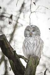 Zoos portrait of owl who is sittig on stick. They are amazing animal. And they are looking so good.