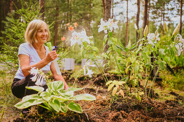 Elderly senior gardener farmer woman caring flowers in summer garden at countryside outdoors, sprays flowering plants using water pulverizer. Farming, gardening, agriculture, retired old age people