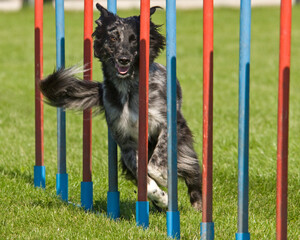 Gewandtheit und Schnelligkeit beim Hundesport