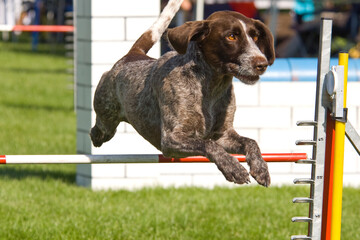 Hund springt elegant über eine Hürde beim Agility-Wettbewerb