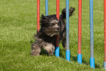 Gewandt unterwegs beim Agility