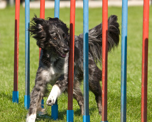Aufmerksamer Hund beim Slalom im Agility-Parcours