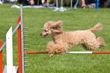 Königspudel springt beim Agility-Wettbewerb über eine Hürde