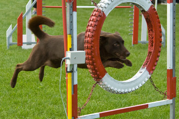 Hund im Hindernisparcours.