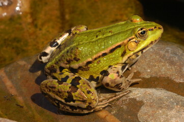 grenouille