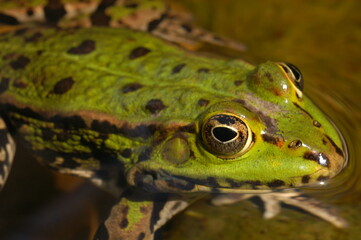 grenouille