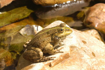 grenouille