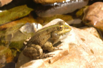 grenouille