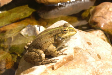 grenouille