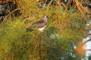 Young female Short-toed Eagle waiting for parents in a pine tree in her breeding territory with the first light of day