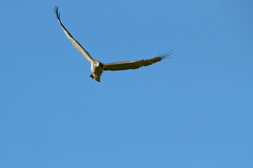 Fototapeta na wymiar Adult male Short-toed Eagle flying in his breeding territory with the first light of day