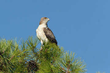 Male Short-toed Eagle on a pine tree with the first light of dawn